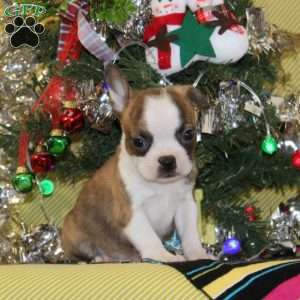 Glory, Boston Terrier Puppy